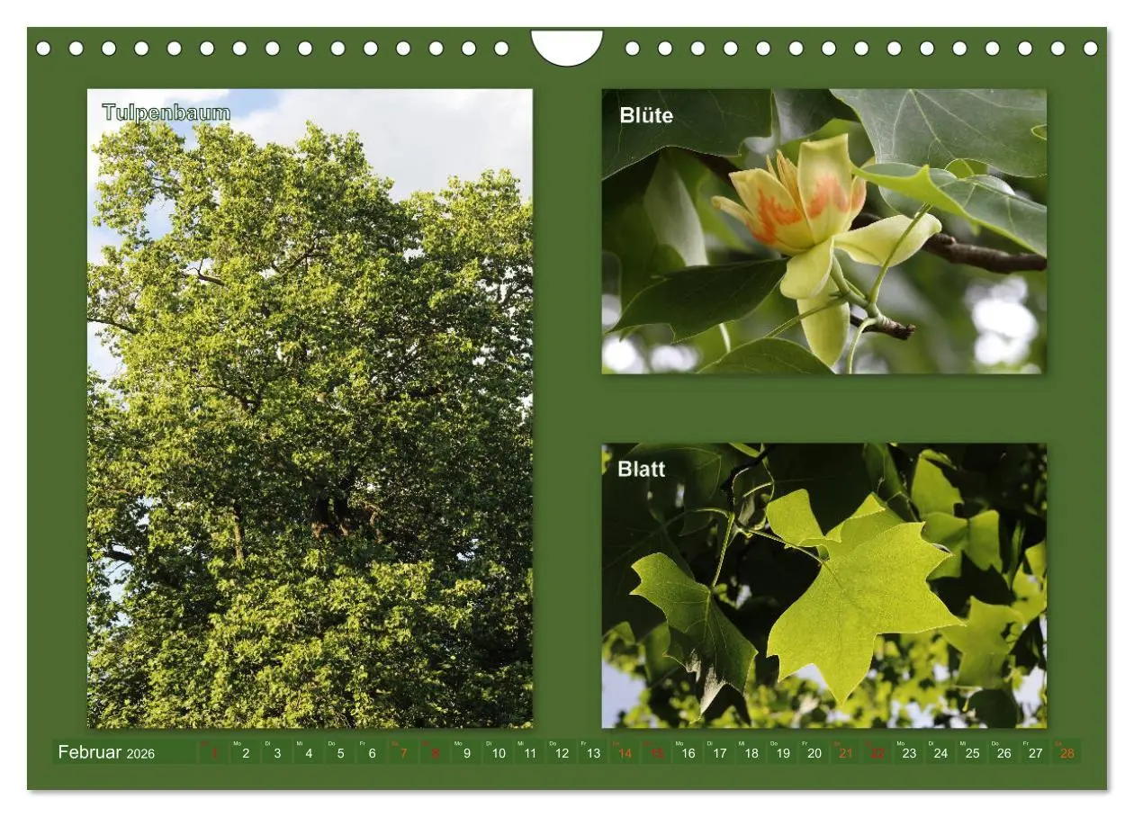 Bild: 9783457907214 | Faszinierende Bäume (Wandkalender 2026 DIN A4 quer), CALVENDO...